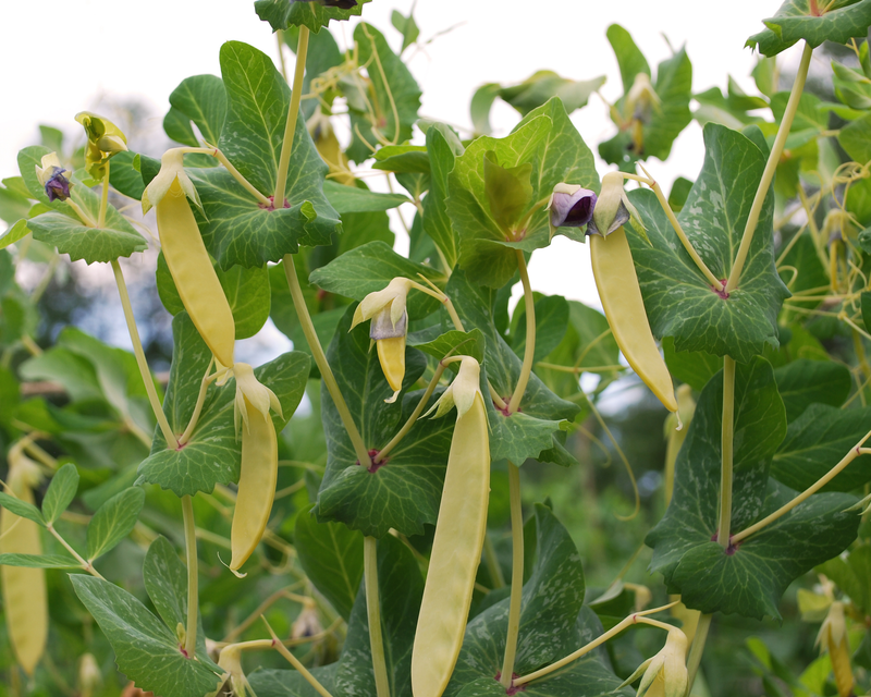 Golden Sweet Snow Pea Seeds