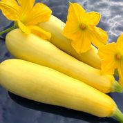 Bulk: Smooth Criminal Hybrid Summer Squash Seeds