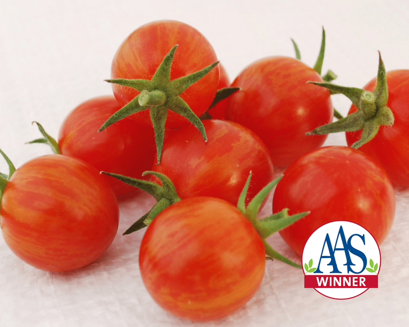 Bulk: Sparky XSL Hybrid Tomato Seeds