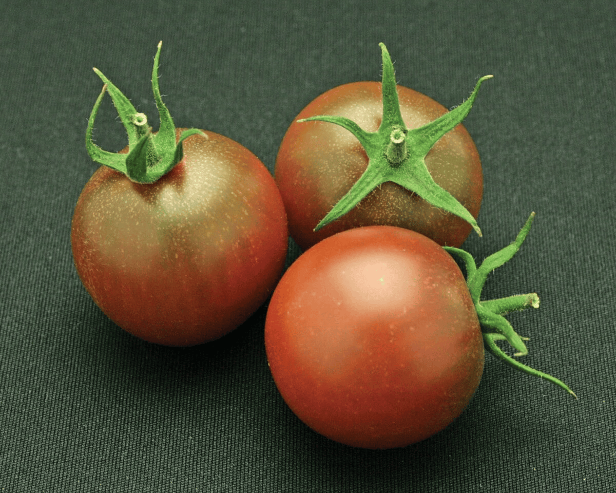 Sunchocola Hybrid Tomato Seeds