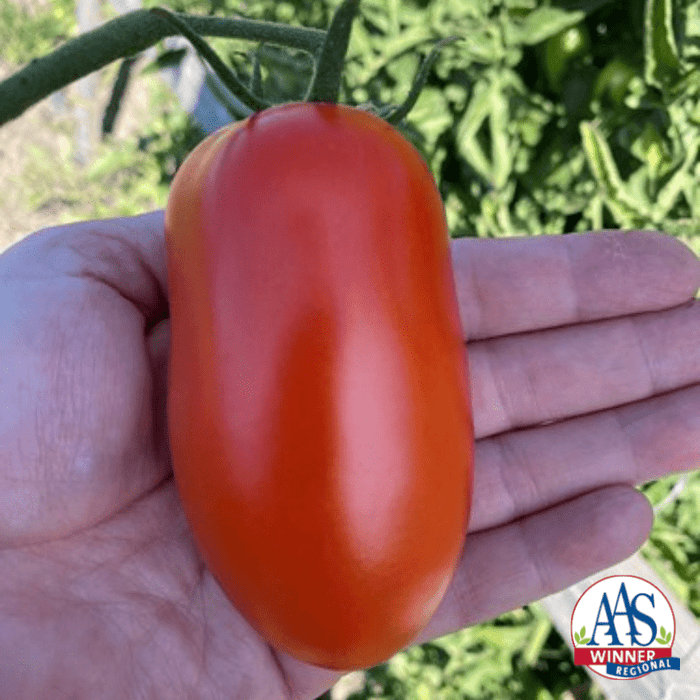 Bulk: Zenzei Hybrid Tomato Seeds