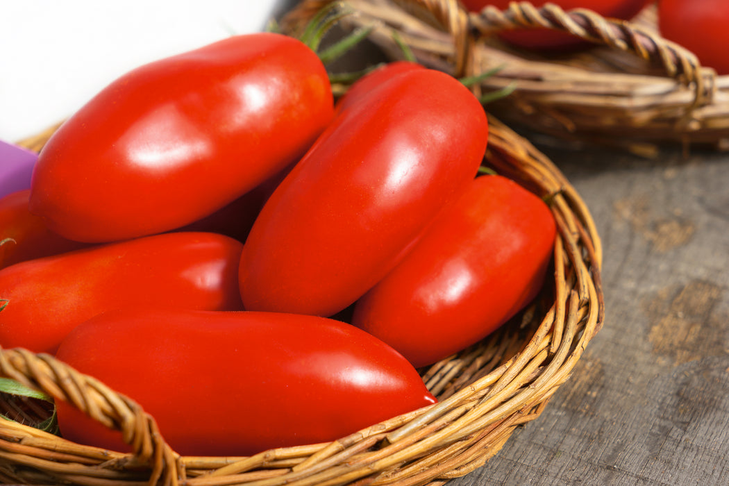 Bulk: Polish Paste Tomato Seeds