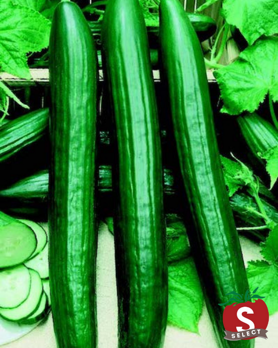 Bulk: English Sweet Long Slim Hybrid Cucumber