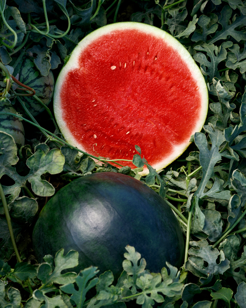 Bulk: Eclipse Seedless Hybrid Watermelon Seeds
