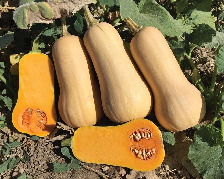 Bulk: Early Nutter Hybrid Squash Seeds