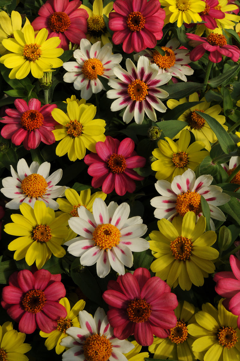 Bulk: Zahara Raspberry Lemonade Mixed Hybrid Zinnia Seeds