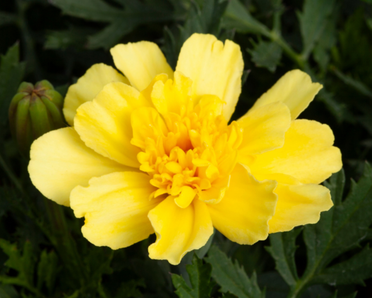 Alumia Vanilla Cream Marigold Seeds