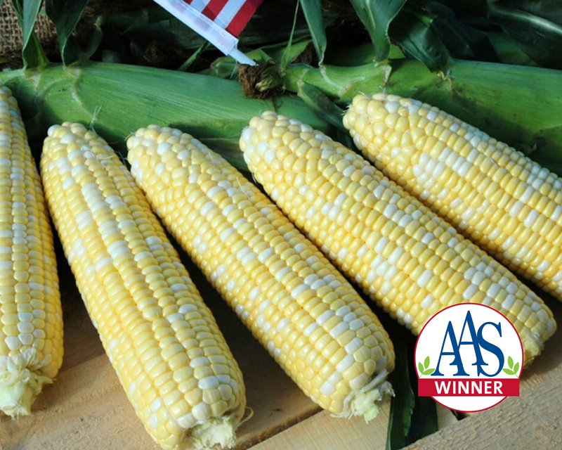 American Dream (bicolor sh2) Hybrid Sweet Corn Seeds
