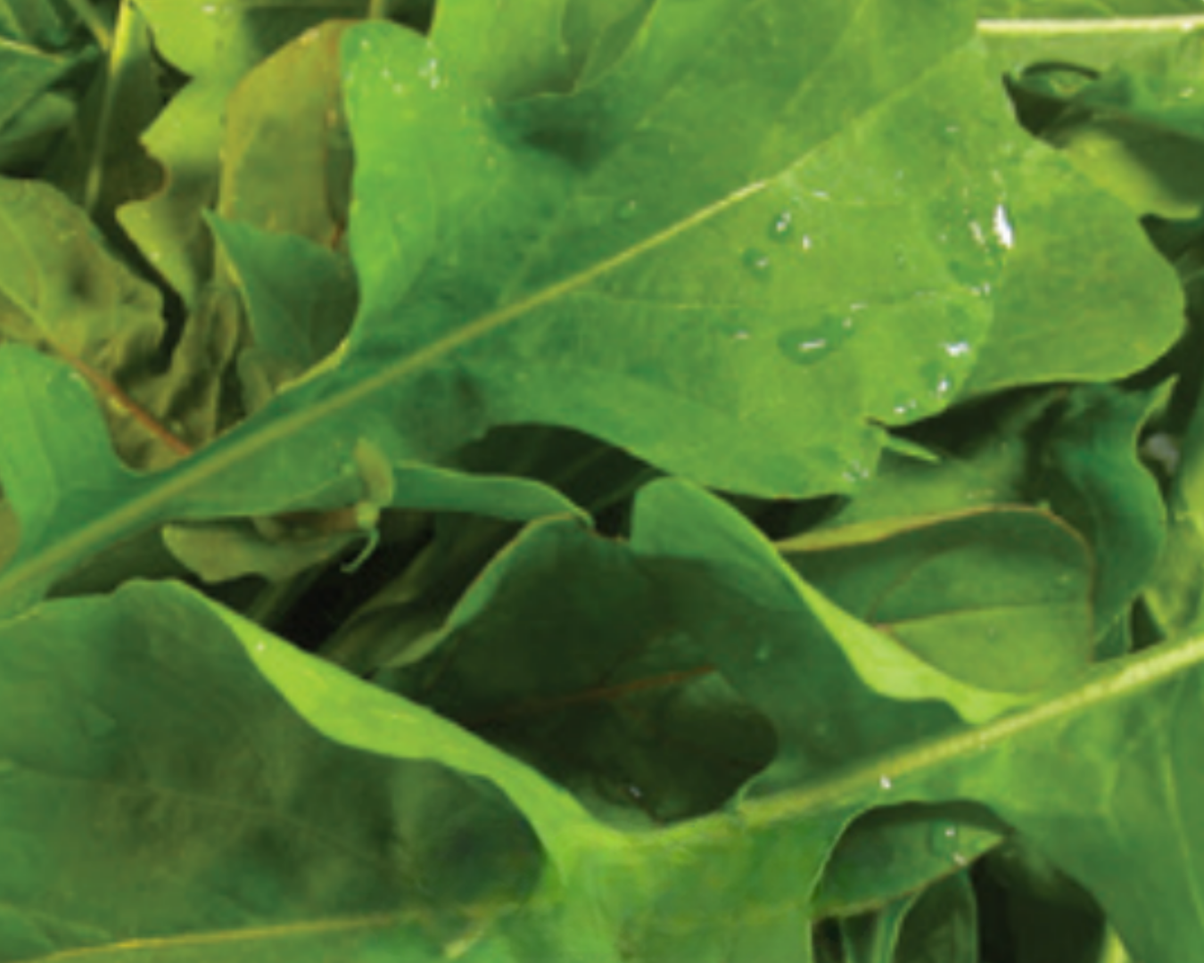 Arugula