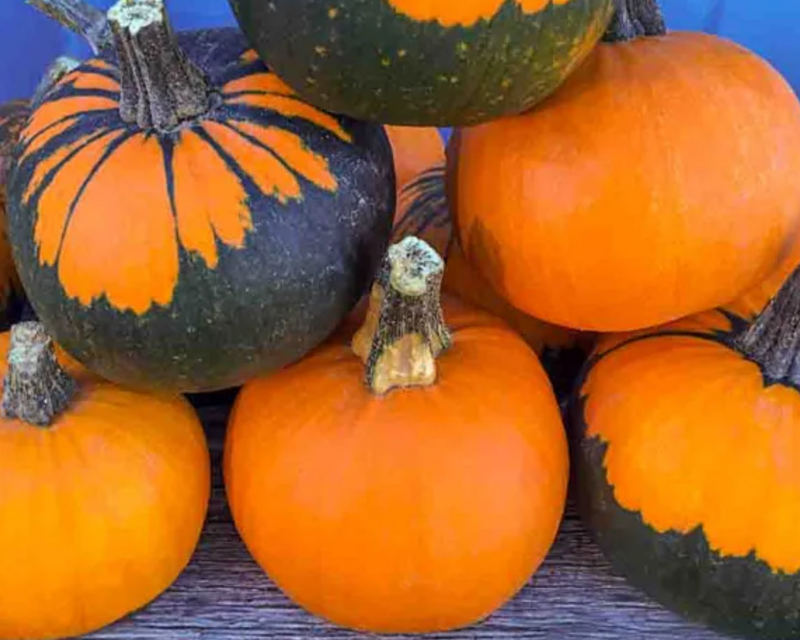 Batwing Mix Pumpkin Seeds
