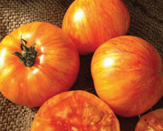 Beauty King Beefsteak Tomato Seeds
