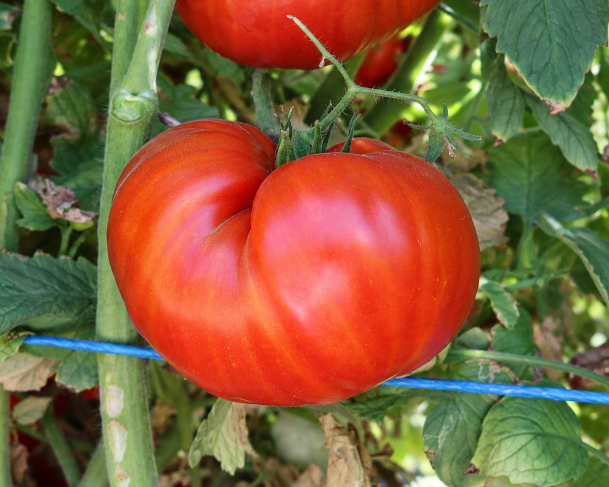 Beefmaster Hybrid Beefsteak VFNASt Tomato Seeds