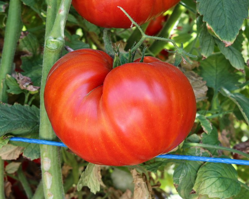 Beefmaster Hybrid Beefsteak VFNASt Tomato Seeds