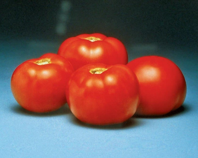 Better Bush Hybrid Tomato Seeds