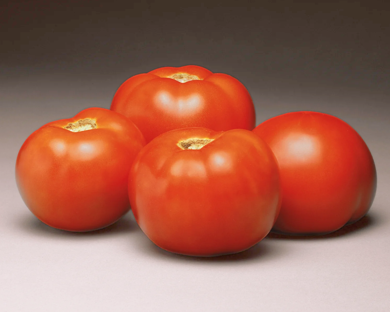 Better Bush Hybrid Tomato Seeds