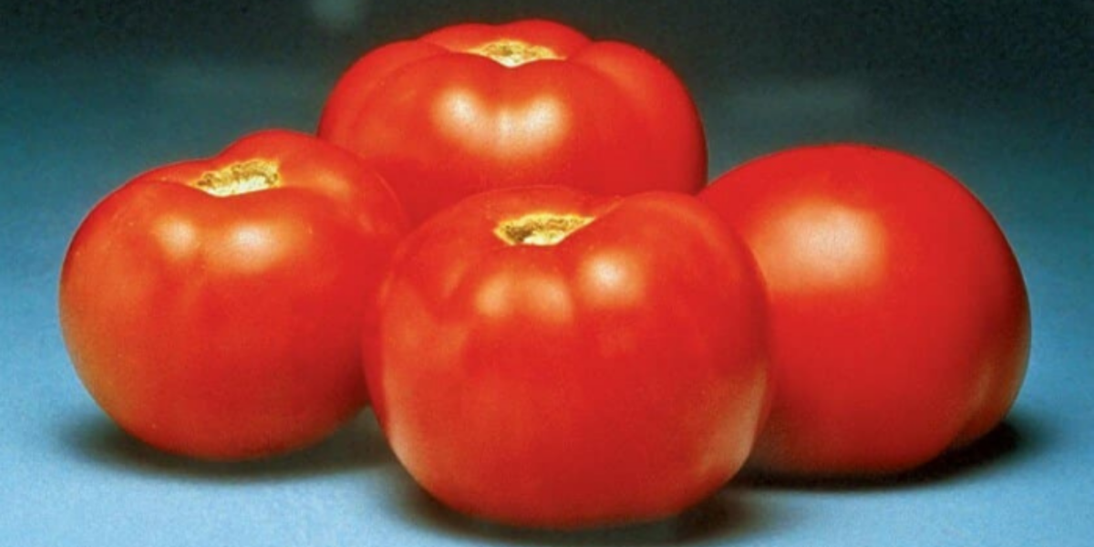 Better Bush Hybrid Tomato Seeds — Seeds 'n Such
