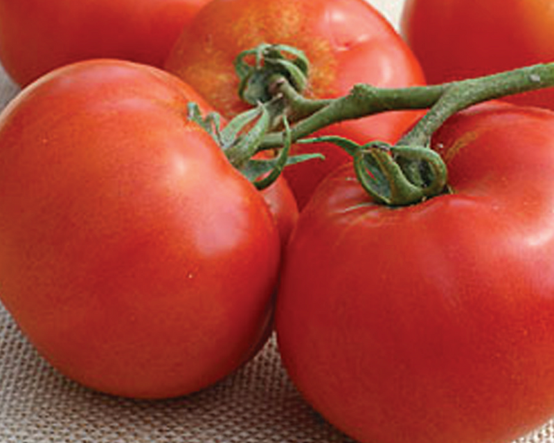 Bulk: BHN 589 Hybrid Tomato Seeds