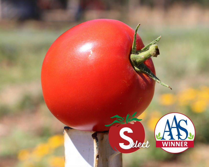 Big beef hybrid tomato (Beef Hybrid, lower leaves, AllAmerica Selections, Beef tomatoes, definitive guide) Big beef hybrid tomato