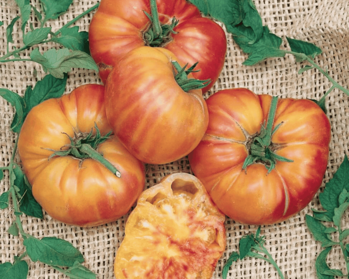 Big Rainbow Tomato Seeds