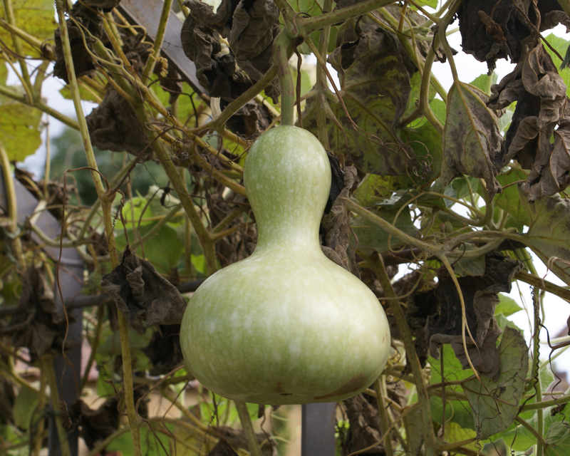 Bird House Gourd Seeds