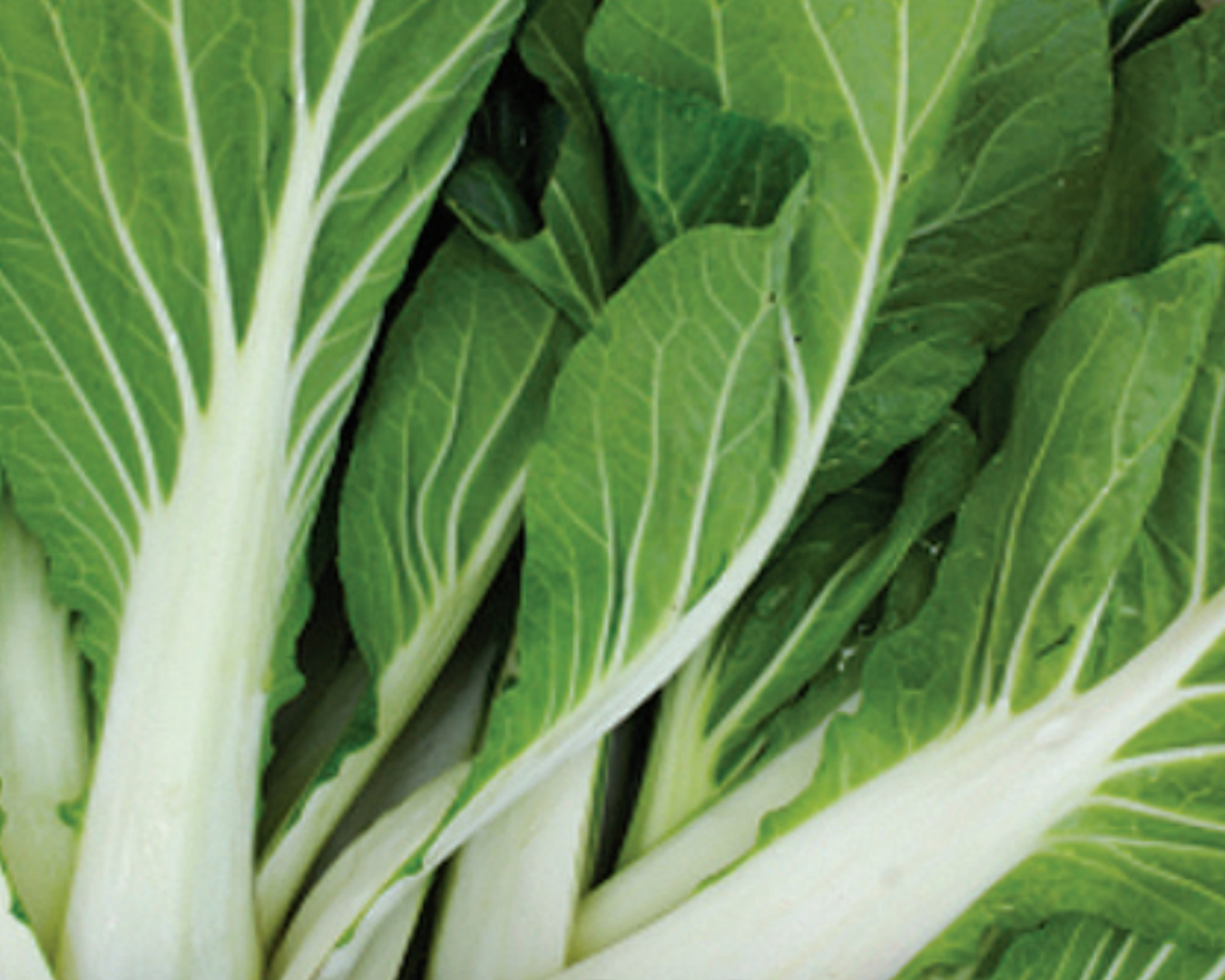 Asian Greens
