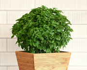 Bonsai Basil Seeds | The Kitchen Minis™ Collection