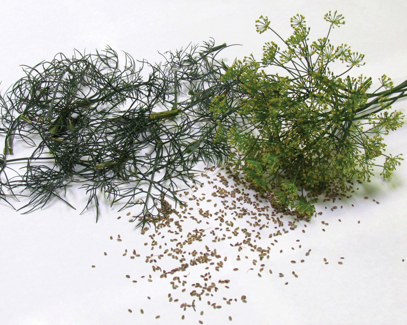 bulk dill seed for planting Bouquet Dill Seeds