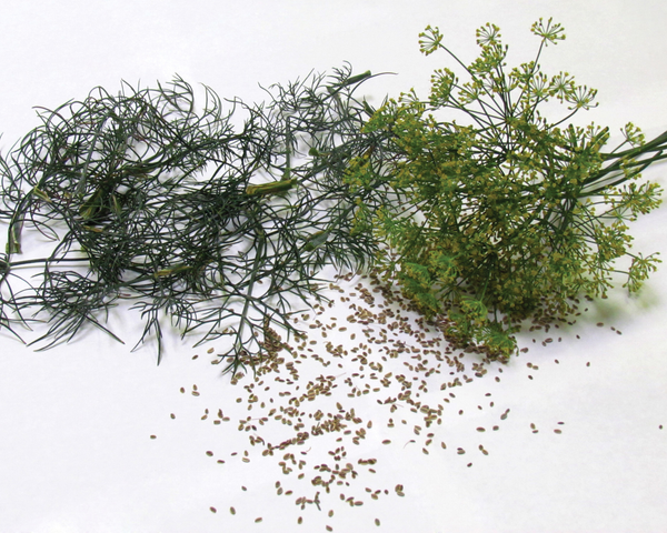 Bouquet Dill Seeds — Seeds 'n Such