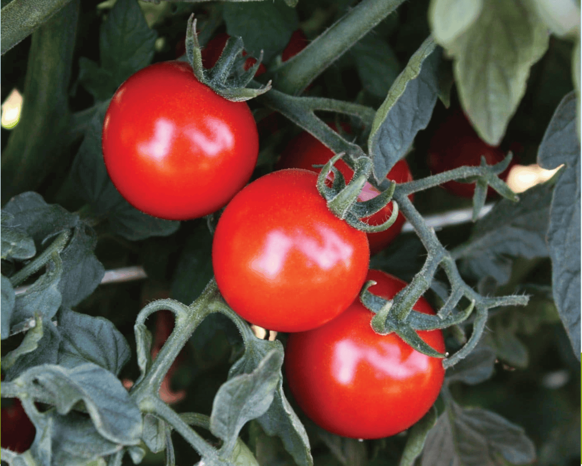 Braveheart Hybrid Tomato Seeds