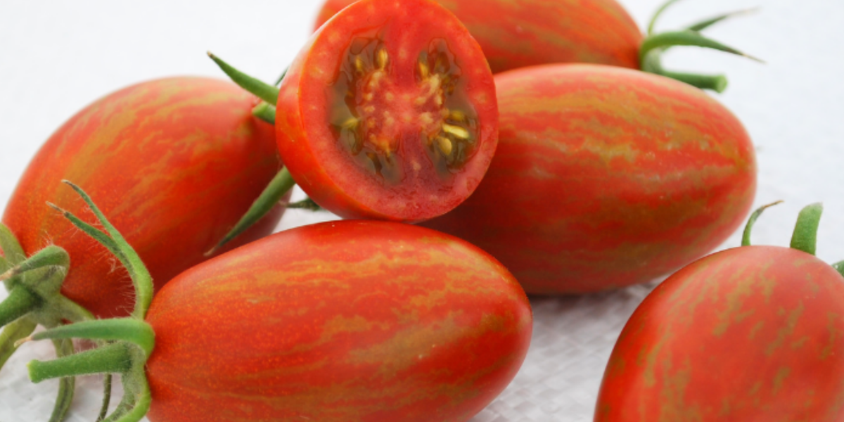 Bronze Torch Hybrid Tomato Seeds — Seeds 'n Such