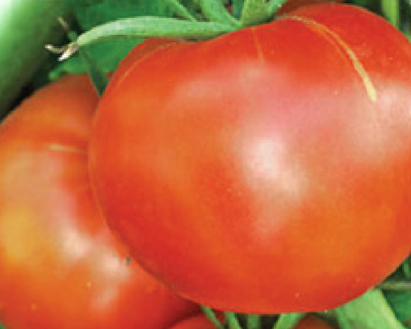 Buckbee's™ Abraham Lincoln Tomato Seeds