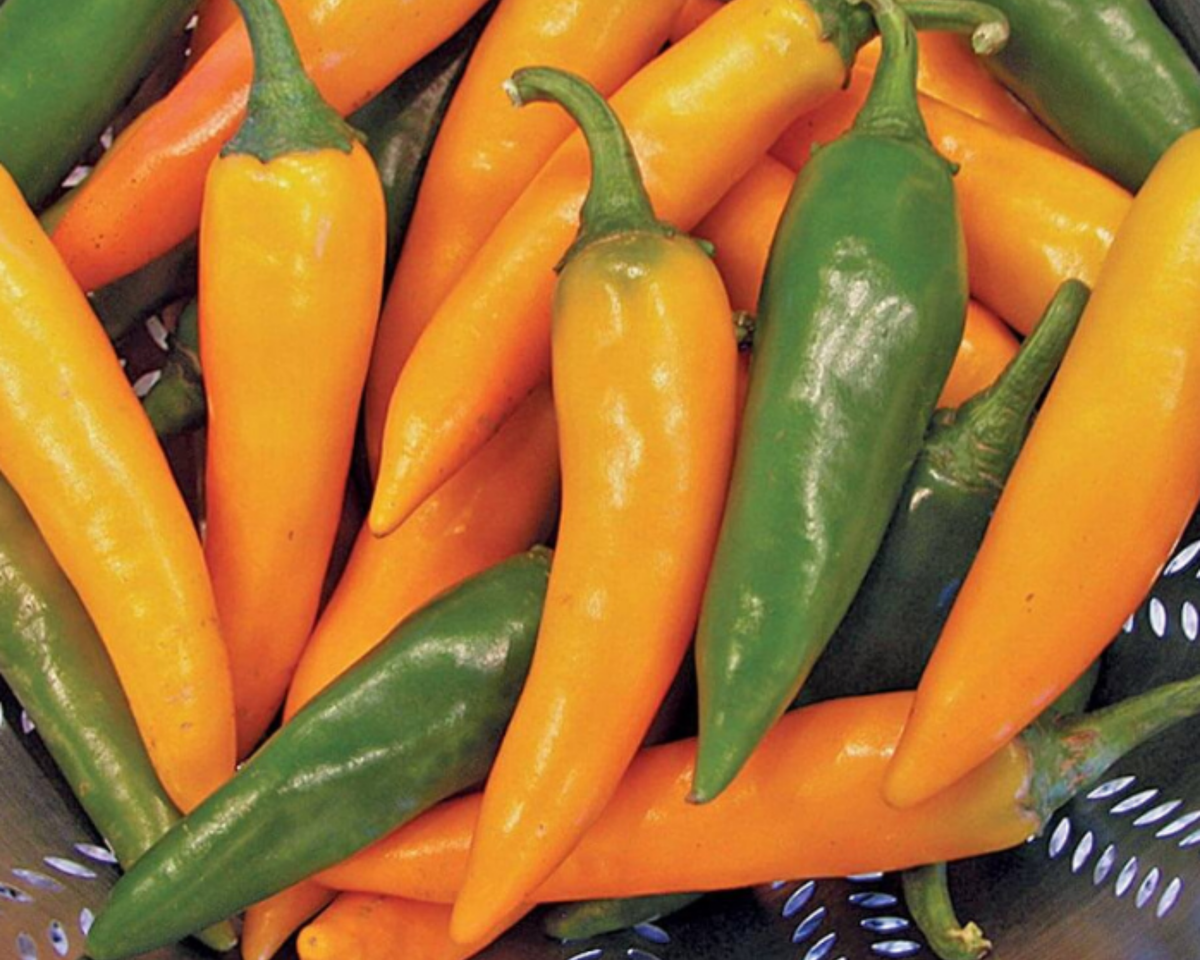 Bulgarian Carrot Chile Pepper Seeds
