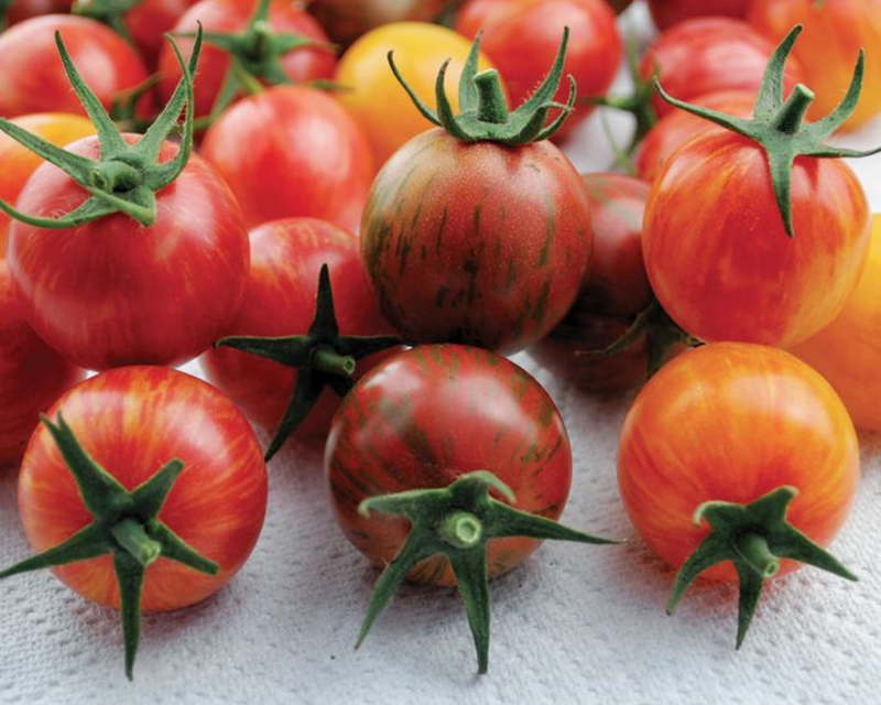 Artisan Series Bumblebee Mix Tomato Seeds