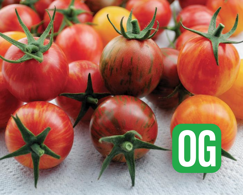 Artisan Series Bumblebee Mix Tomato Seeds
