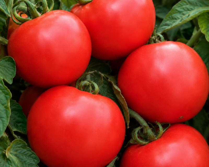 Bush Champion II Hybrid Tomato Seeds