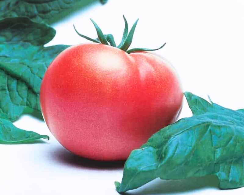 Bulk: Champion II Hybrid Tomato Seeds