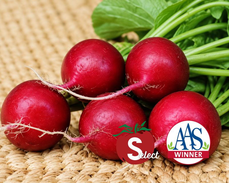 Champion Radish Seeds