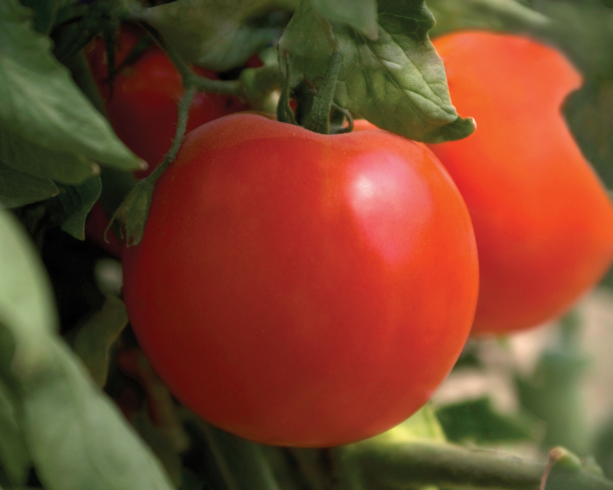Charger Hybrid Slicing Tomato Seeds