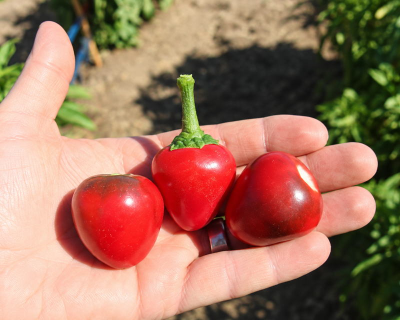 Cherry Pick Hybrid Pepper Seeds