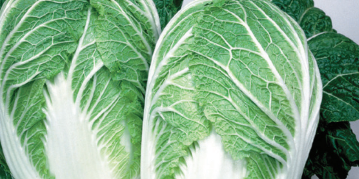 China Express Hybrid Chinese Cabbage Seeds — Seeds 'n Such