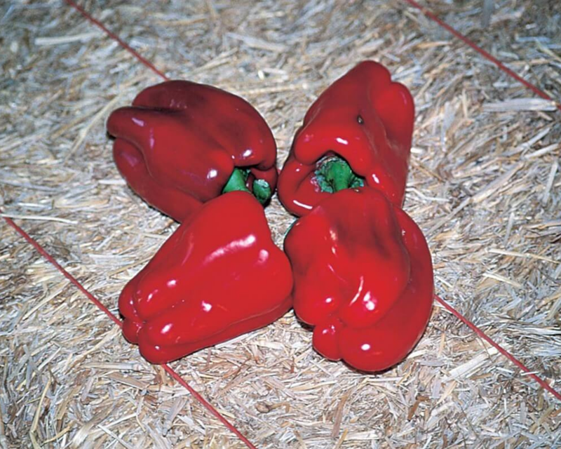 Chinese Giant Bell Pepper Seeds