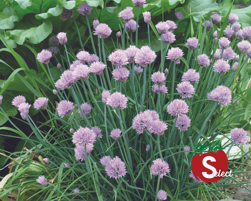 planting chive seeds indoors Chive Seeds