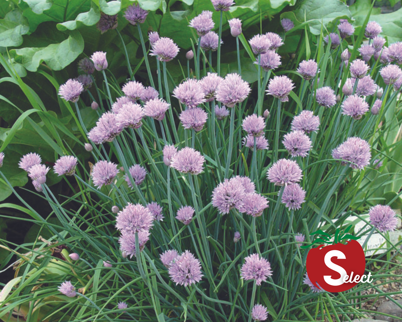Chives