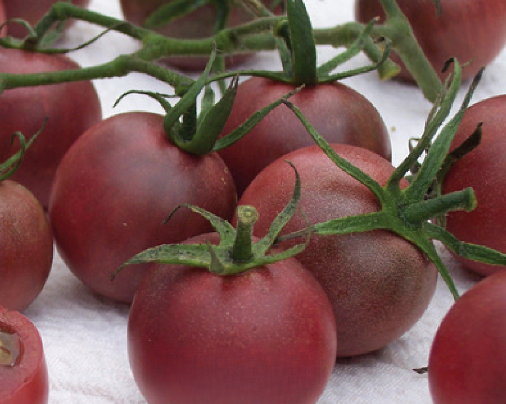 Chocolate Cherry Tomato Seeds — Seeds 'n Such