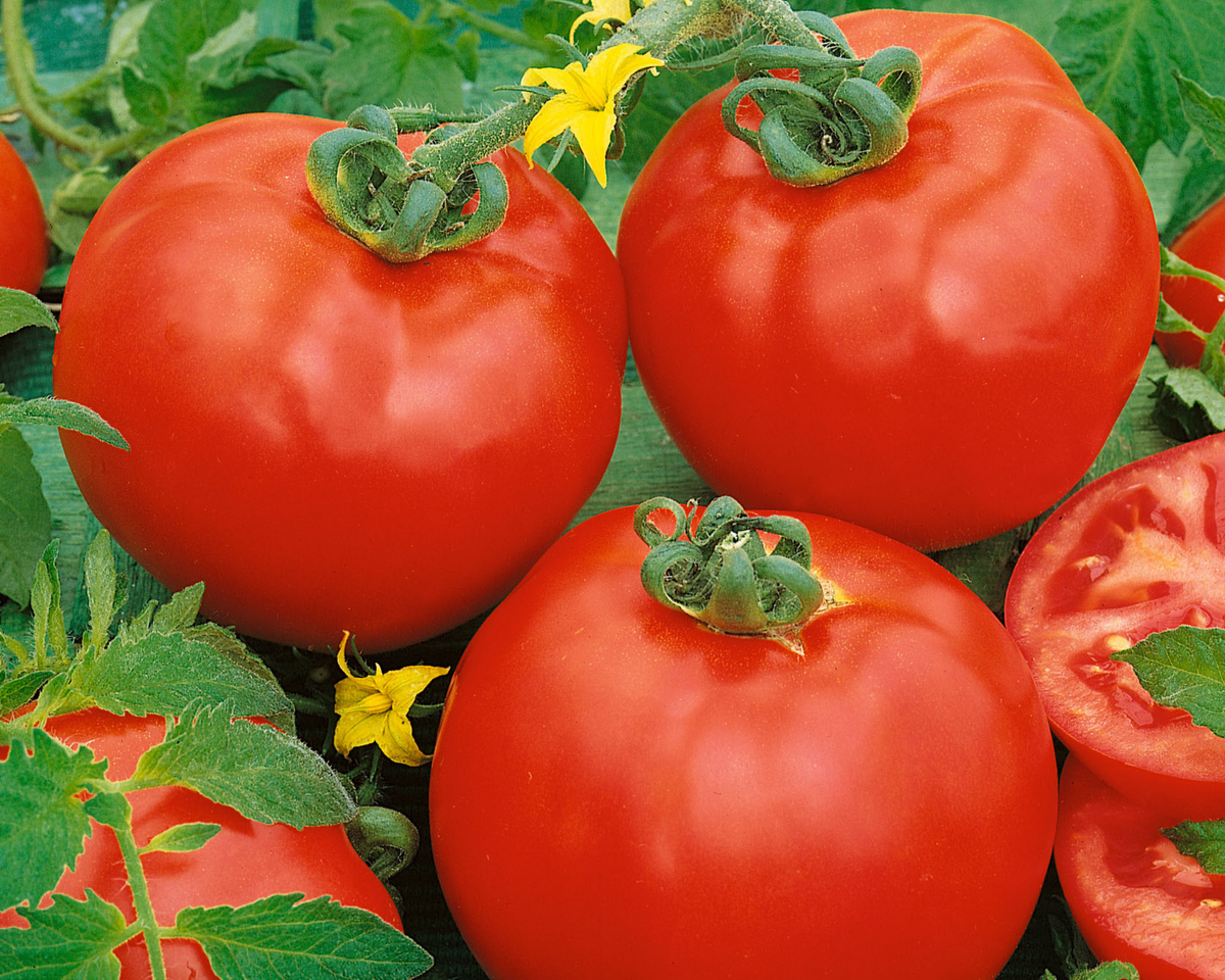 トマト［プロフィール必須］ページ Container's™ Choice Red Hybrid Beefsteak Tomato Seeds