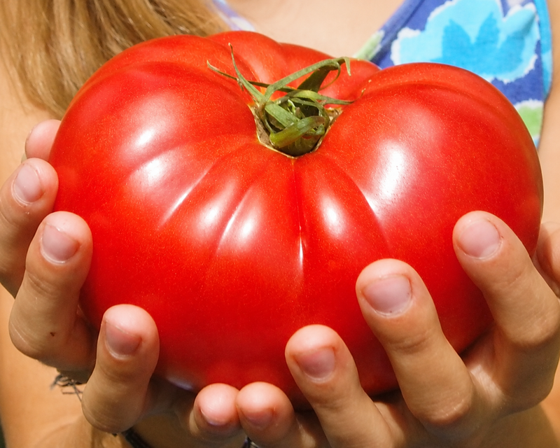 Country Taste Hybrid Beefsteak VFNT Tomato Seeds