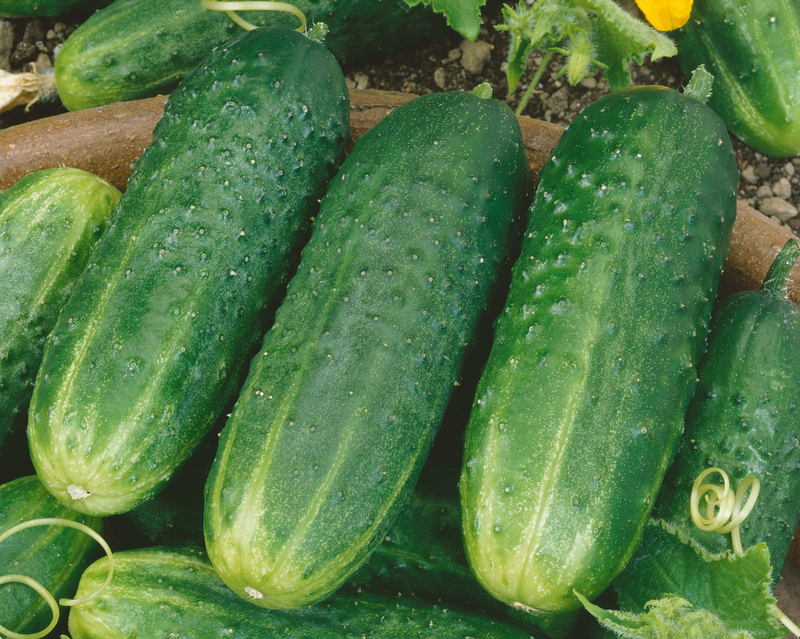 Bulk: County Fair Improved Hybrid Cucumber Seeds