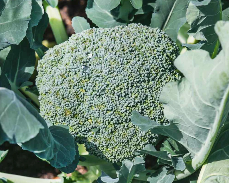 De Cicco Broccoli Seeds