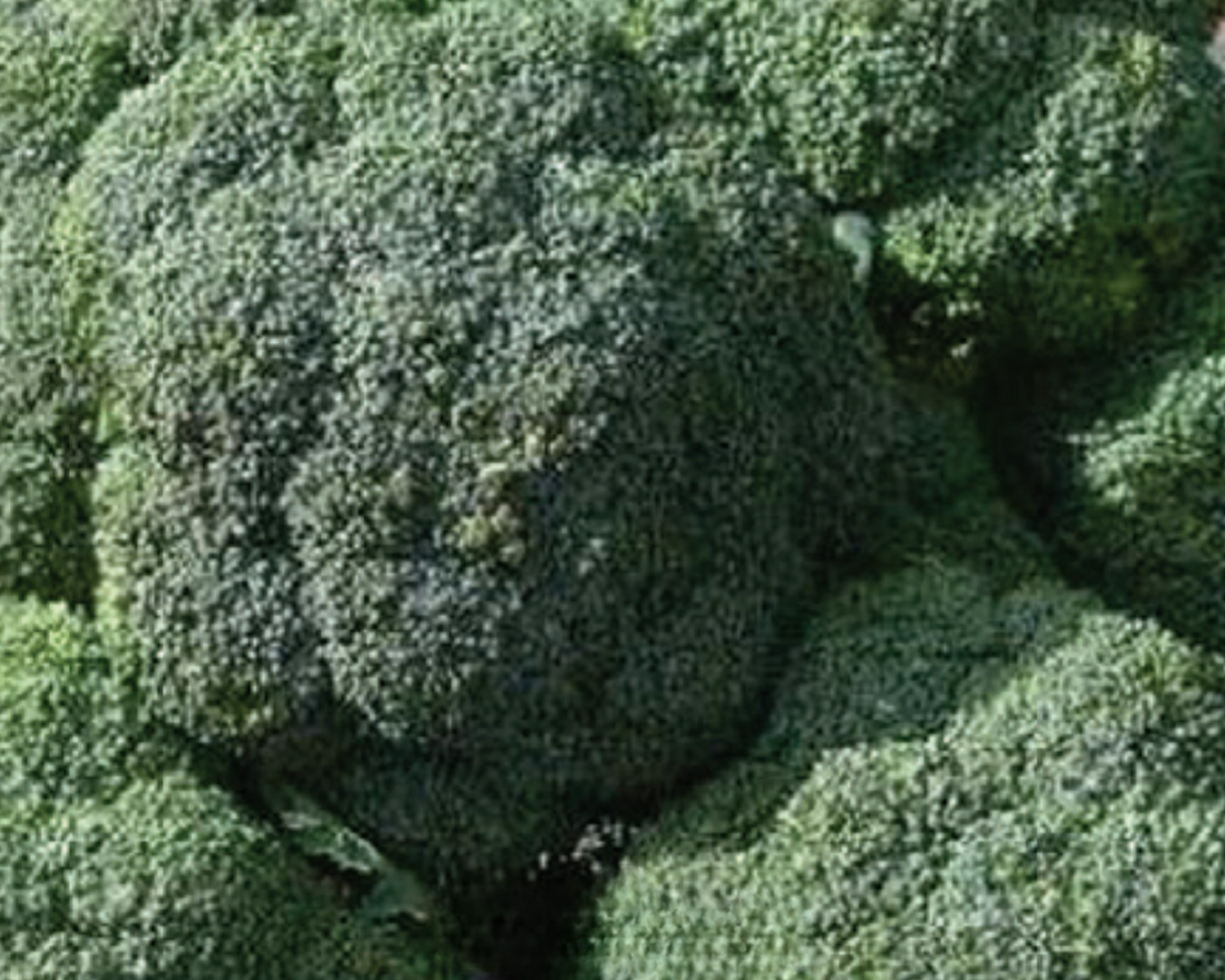 Heirloom Broccoli