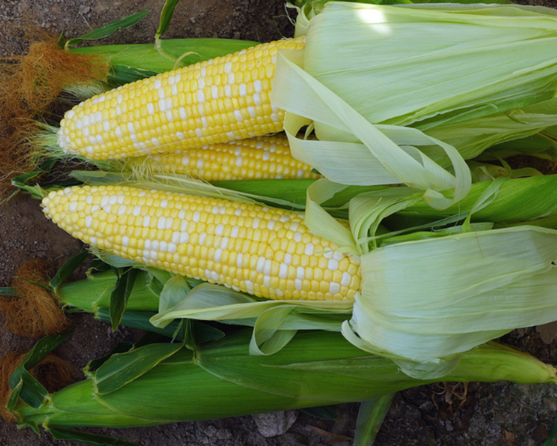 Bulk: Delectable RM (bicolor se+) Hybrid Sweet Corn Seeds